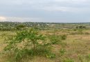 More than four hectares of land for sale in Mayange-Bugesera